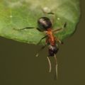 Mrówka rudnica (Formica rufa) fot. P. Szafraniec