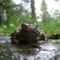 Żaba trawna z perspektywy żaby, przy studni na Podgórzu, Miejska Góra. fot. R. Kuroś.