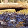 Gody żaby trawnej w Czarnej Wodzie, fot. Radek Kuroś