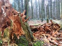 Martwe drewno - obszar ochrony ścisłej Lysica fot. M.Matysek