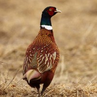  Pheasant - male