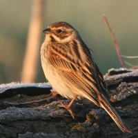 Reed Bunting - female