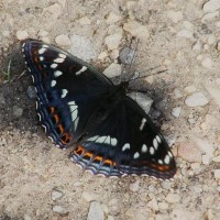 Motyl pokłonnik. Fot. P. Szczepaniak